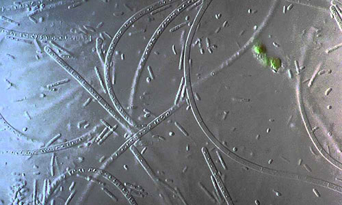 Bùn nổi trên bể lắng do các vi khuẩn dạng sợi phát triển mạnh