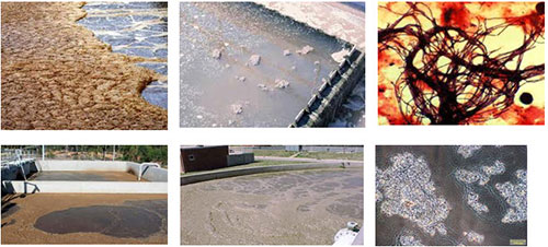 vi khuẩn dạng sợi là nguyên nhân chính làm bùn vi sinh khó lắng và nổi bọt