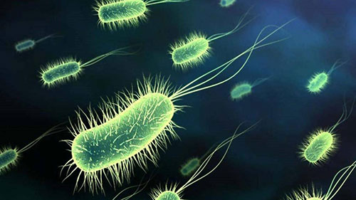 Vi khuẩn Bacillus