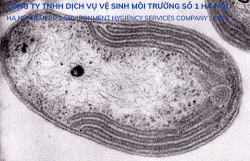 Vi khuẩn nitrobacter trong nitrat hóa