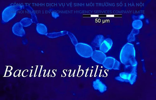 Đặc điểm vi khuẩn bacillus subtilis