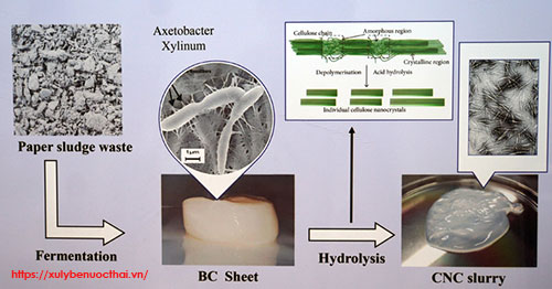 Chế tạo vi sợi nanocellulose từ bùn thải sản xuất giấy