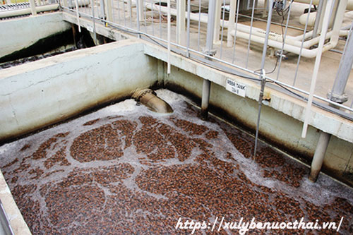 Đặc điểm – biện pháp xử lý bùn thải bia hiệu quả