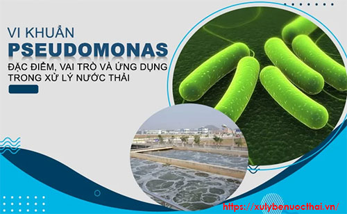 [HOT] Top 2 loại men vi sinh chứa vi khuẩn Pseudomonas